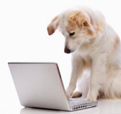 computer dog